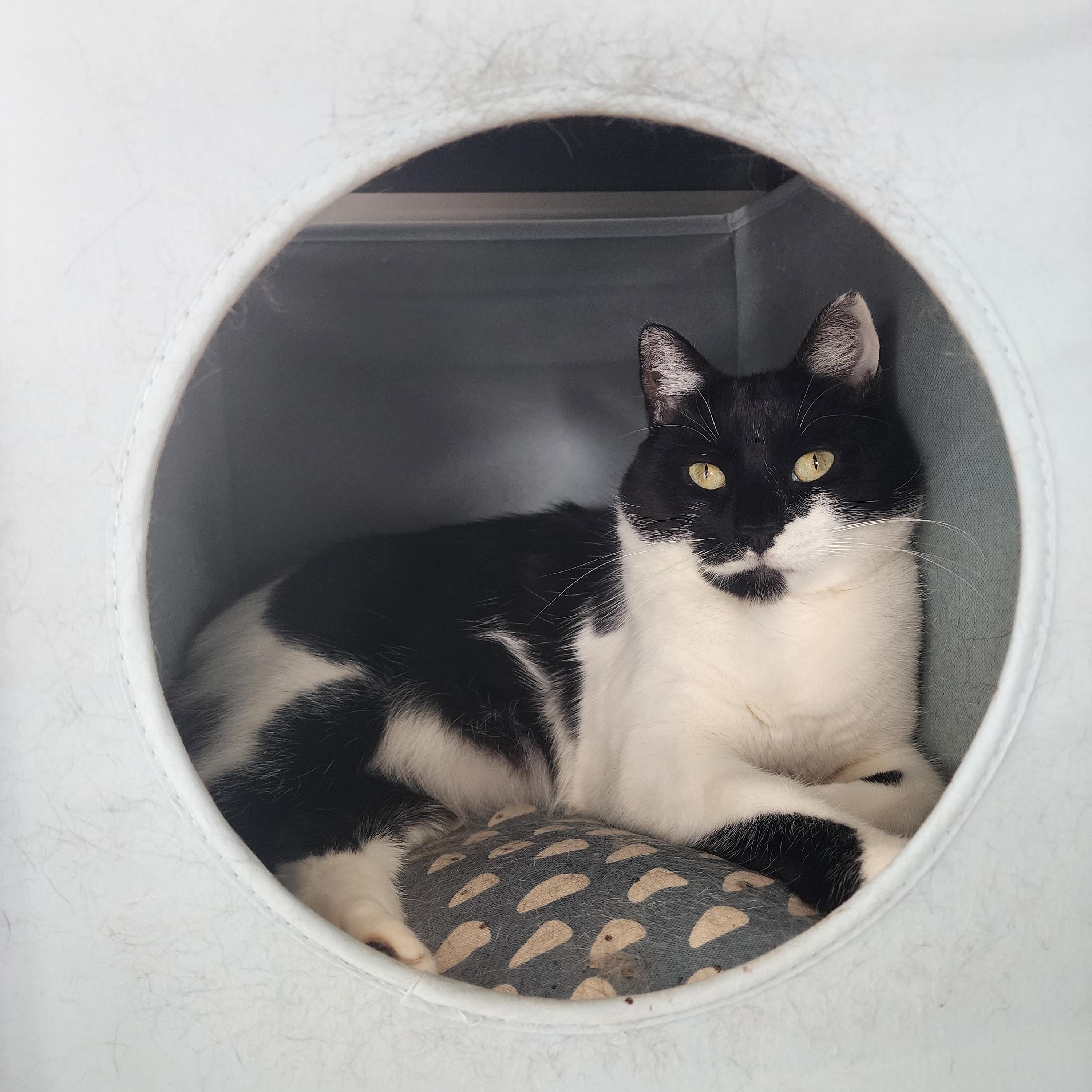 Gomer (bonded to Baby Doll), a Adoptable Domestic Short Hair in Middlesex, NJ image 2/2