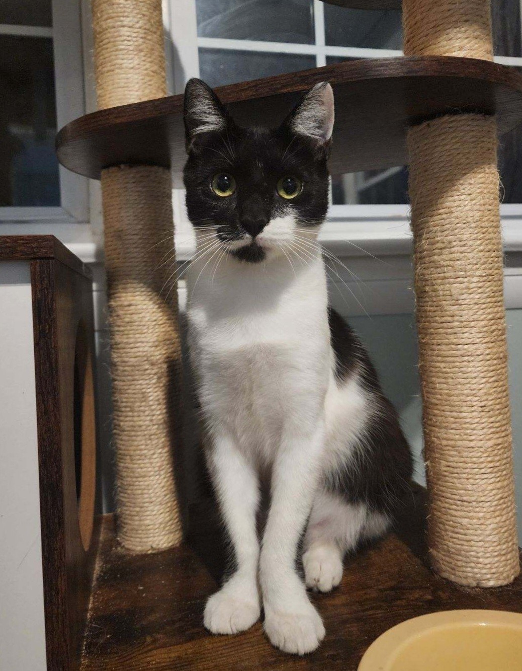 Gomer Pyle, Young Male Domestic Short Hair