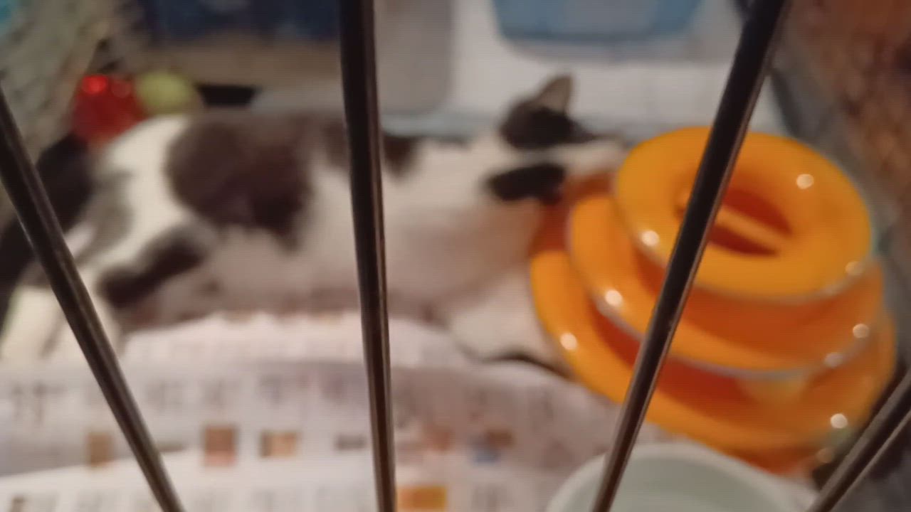 Enlarge Gomer Pyle, a Adoptable Domestic Short Hair in Middlesex, NJ video 4/4