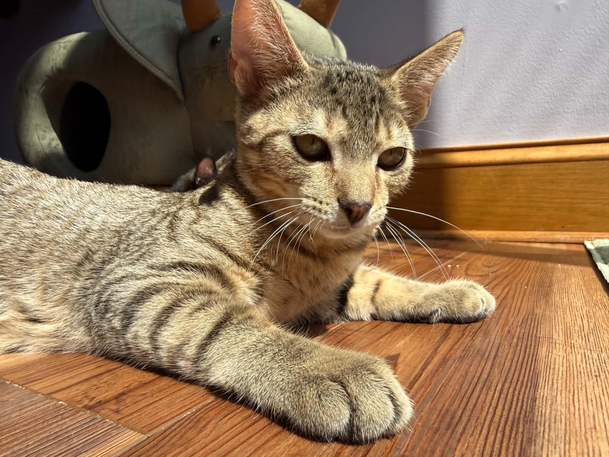 Enlarge Wonton (cat cafe), a Adoptable Domestic Short Hair in West Lafayette, IN image 2/5
