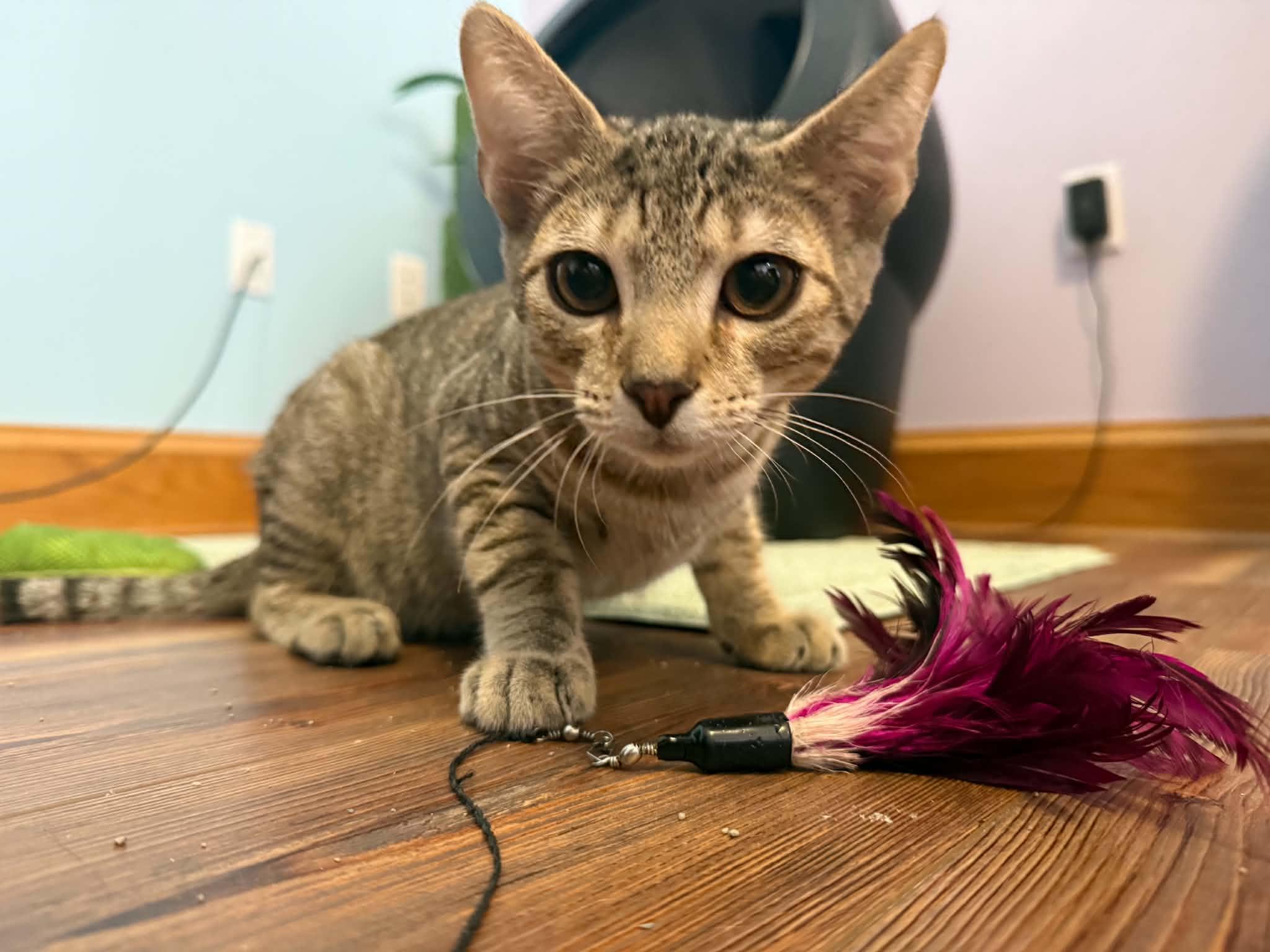 Enlarge Wonton (cat cafe), a Adoptable Domestic Short Hair in West Lafayette, IN image 5/5