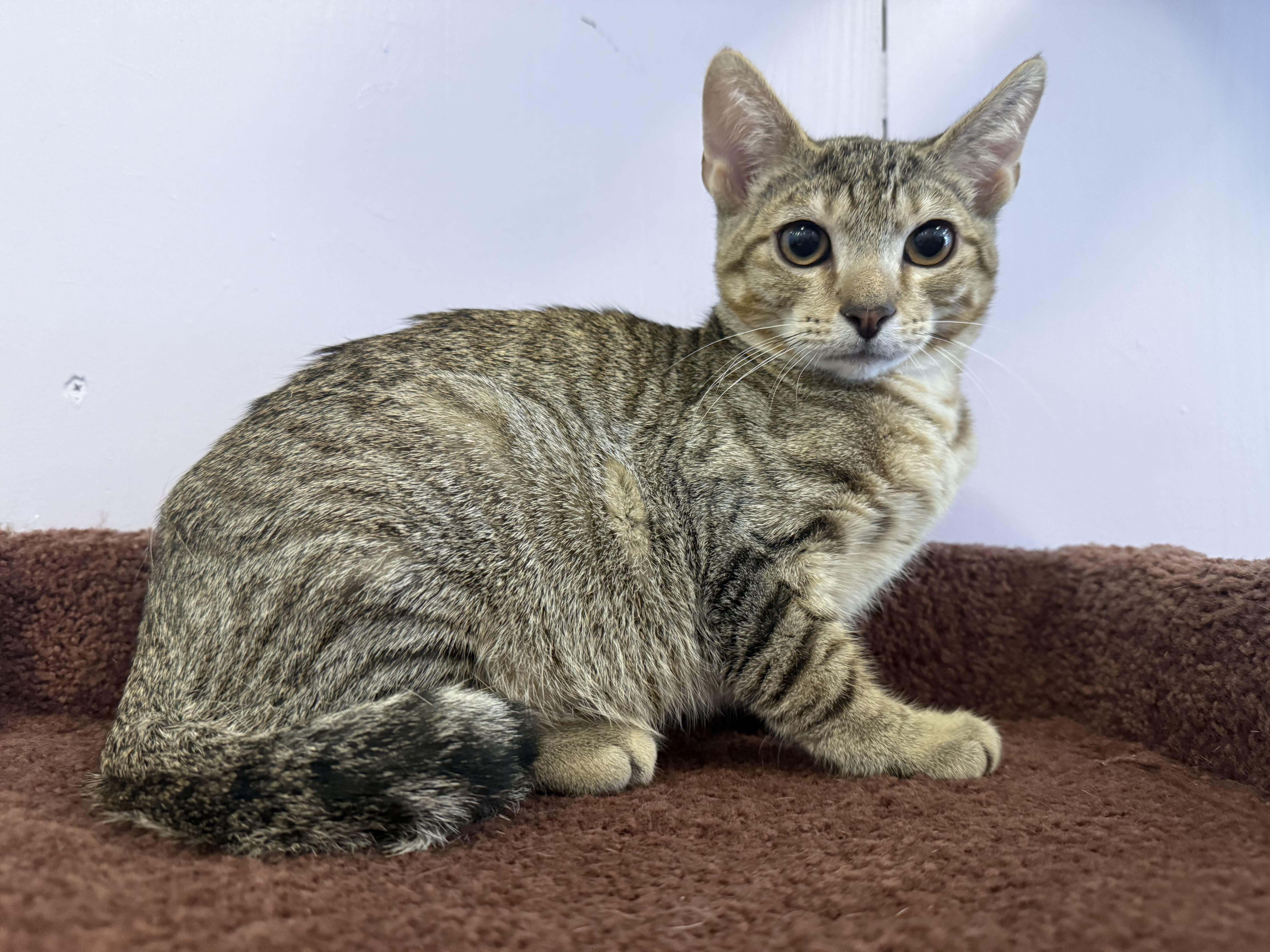 Enlarge Wonton (cat cafe), a Adoptable Domestic Short Hair in West Lafayette, IN image 4/5