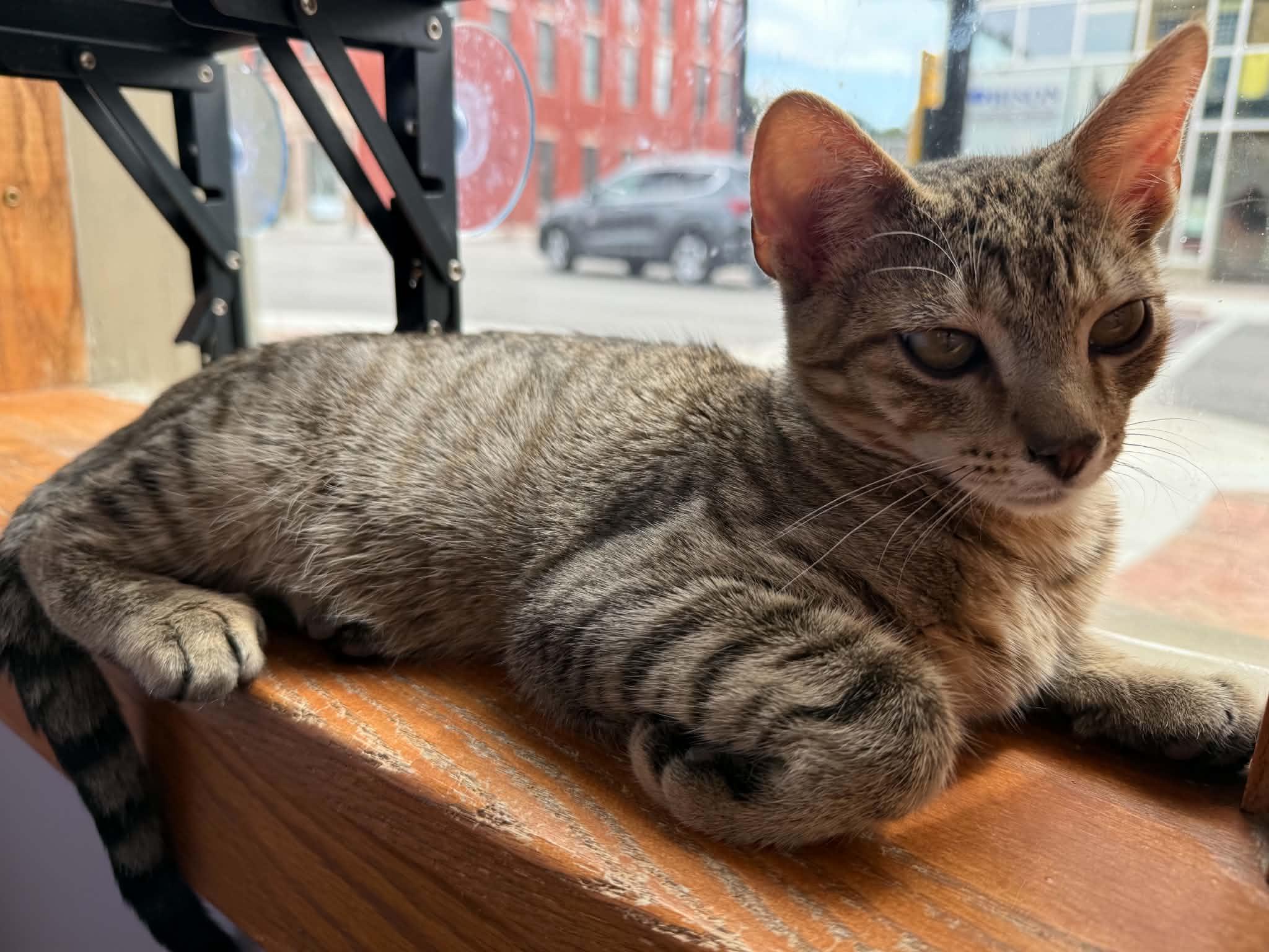 Wonton (cat cafe), Adoptable, Kitten Male Domestic Short Hair.