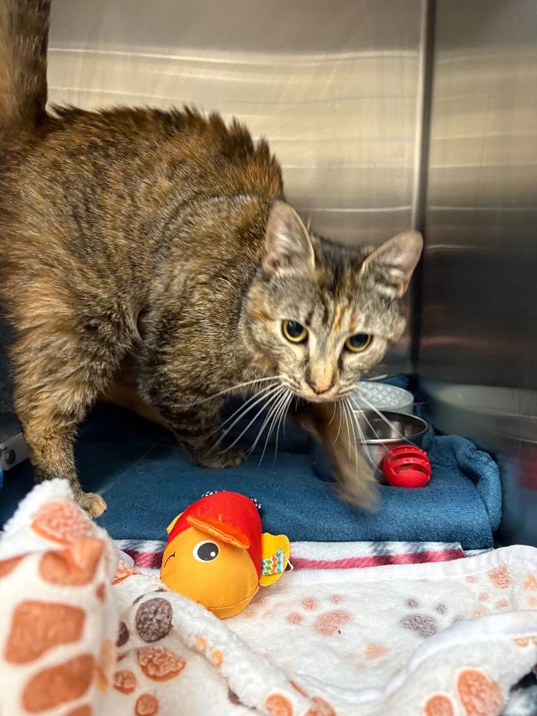 Enlarge Gracie (Crocus), a Adoptable mixed breed in Johnson City, TN image 1/1