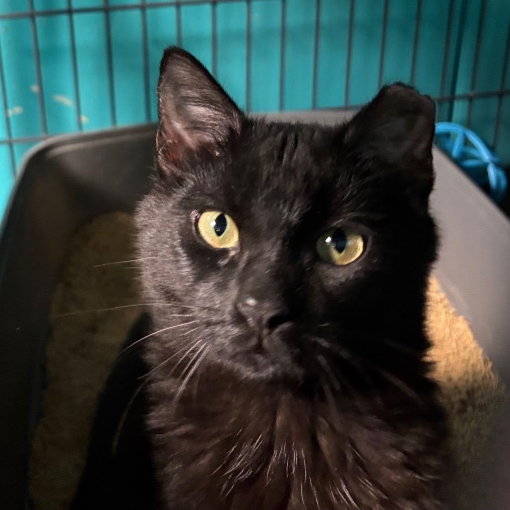 Enlarge Clurniture, a Adoptable Domestic Short Hair in Davenport, IA image 1/5