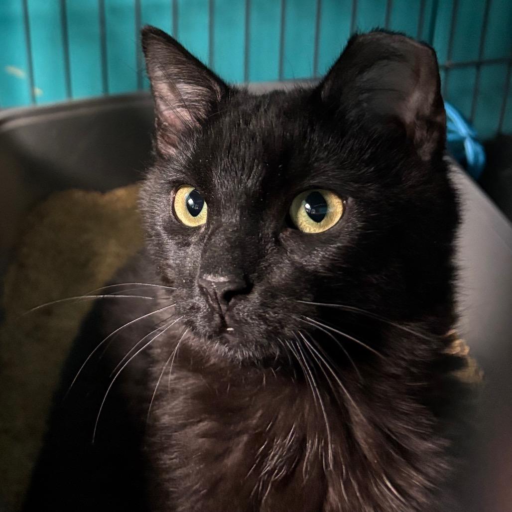 Enlarge Clurniture, a Adoptable Domestic Short Hair in Davenport, IA image 2/5