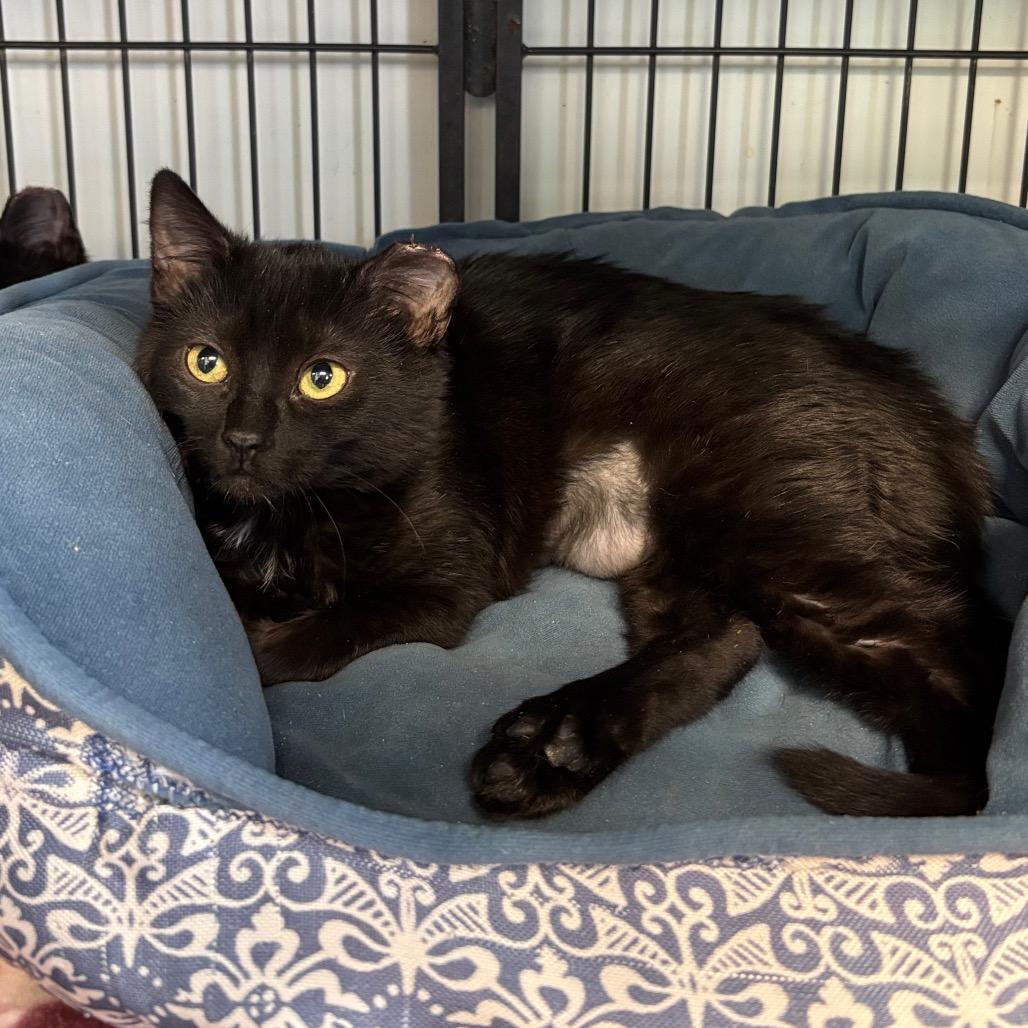 Enlarge Clurniture, a Adoptable Domestic Short Hair in Davenport, IA image 3/5