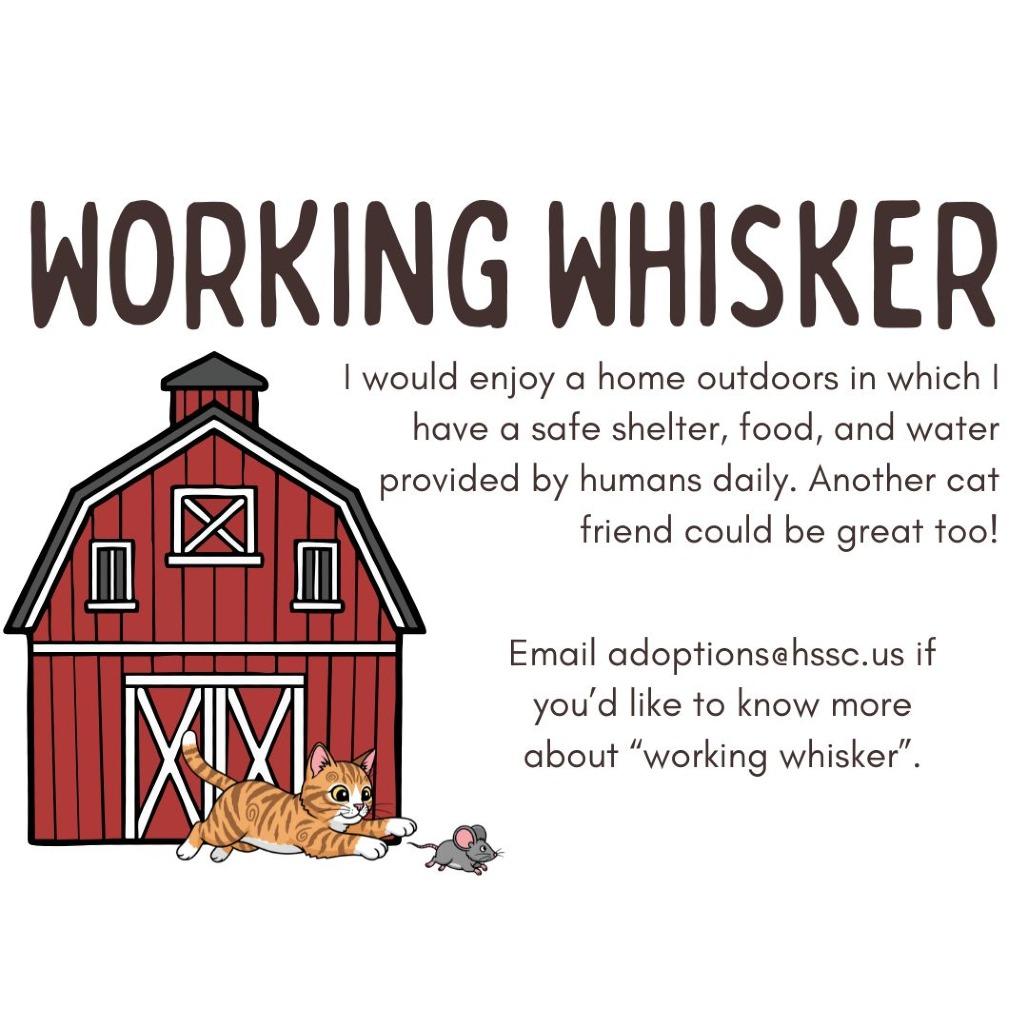 Enlarge Clurniture, a Adoptable Domestic Short Hair in Davenport, IA image 4/5