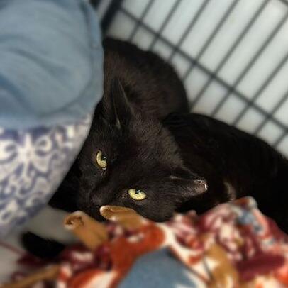 Enlarge Clurniture, a Adoptable Domestic Short Hair in Davenport, IA image 5/5