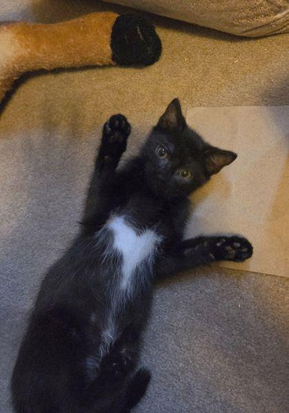 Enlarge Tzatziki, a Adoptable Domestic Short Hair in Berwick, PA image 1/1