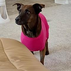 Coco--Sweet Lady Available with Vet Care Support for Life!