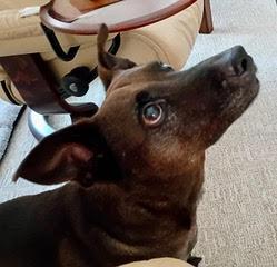 Coco--Sweet Lady Available with Vet Care Support for Life!
