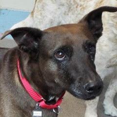 Coco--Sweet Lady Available with Vet Care Support for Life!