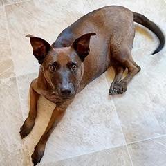 Coco--Sweet Lady Available with Vet Care Support for Life!