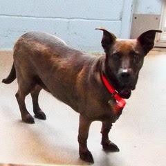 Coco--Sweet Lady Available with Vet Care Support for Life!