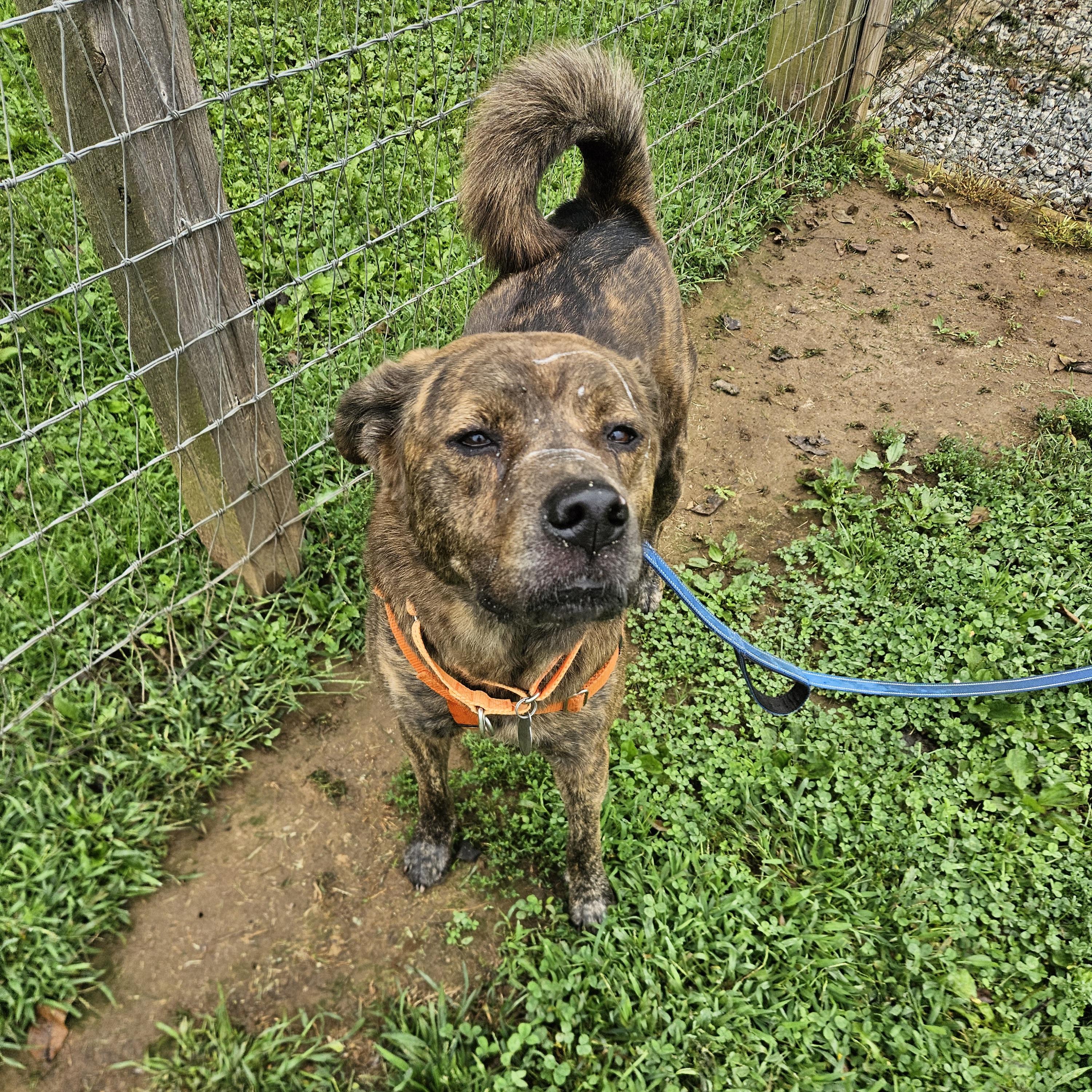 Enlarge Rip, an adoptable Mixed Breed in Phoenixville, PA image 4/6