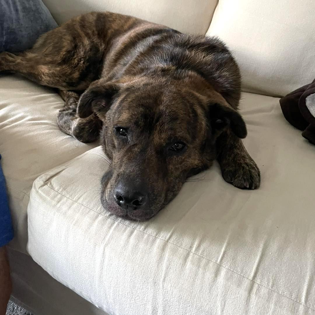 Rip, an adoptable Mixed Breed in Phoenixville, PA image 3/6