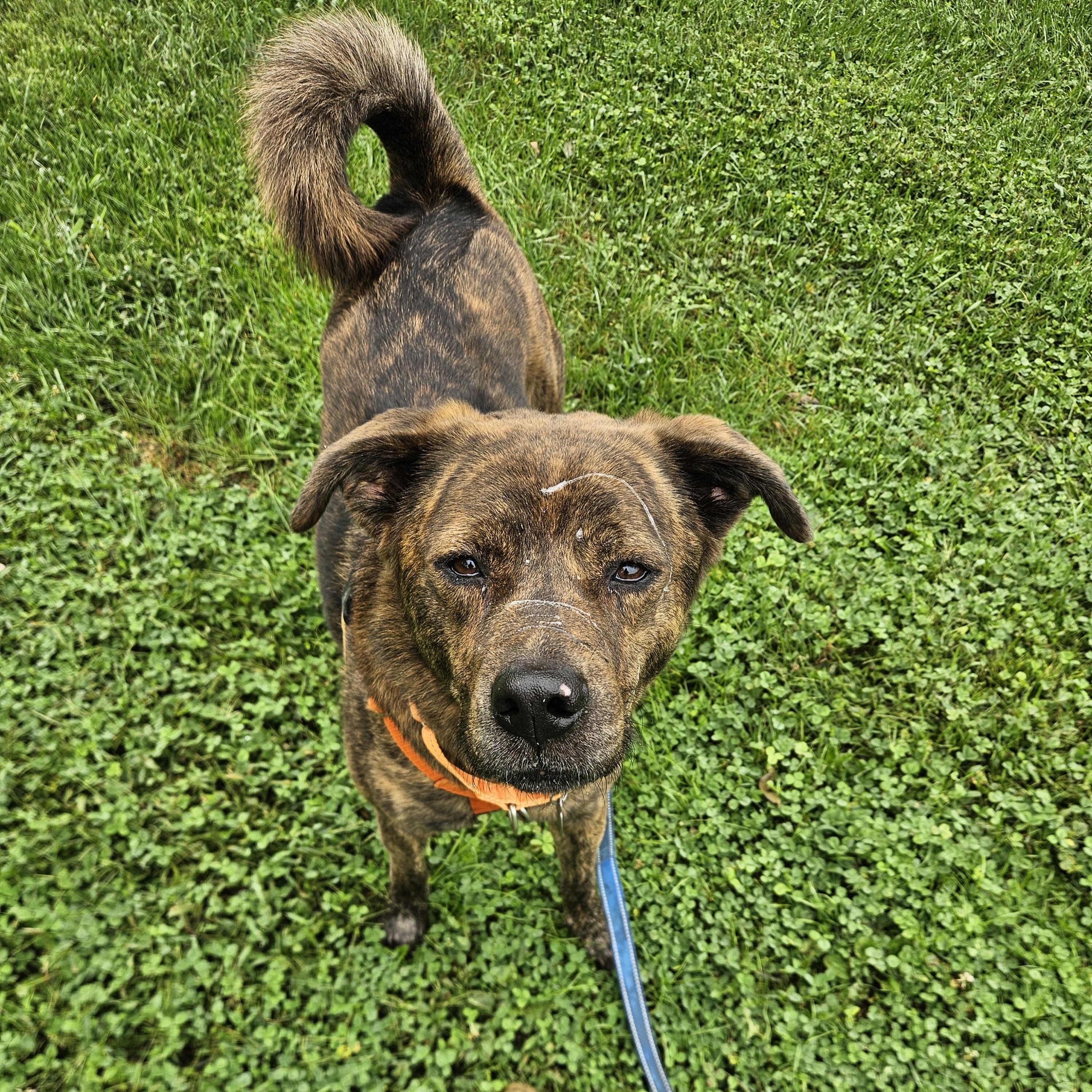 Rip, adoptable, Adult Male Mixed Breed.