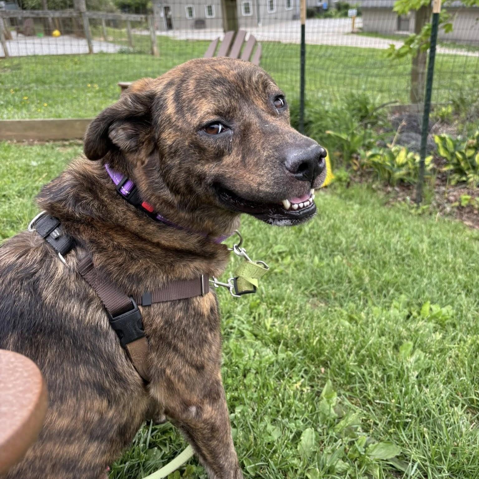 Rip, an adoptable Mixed Breed in Phoenixville, PA image 5/6