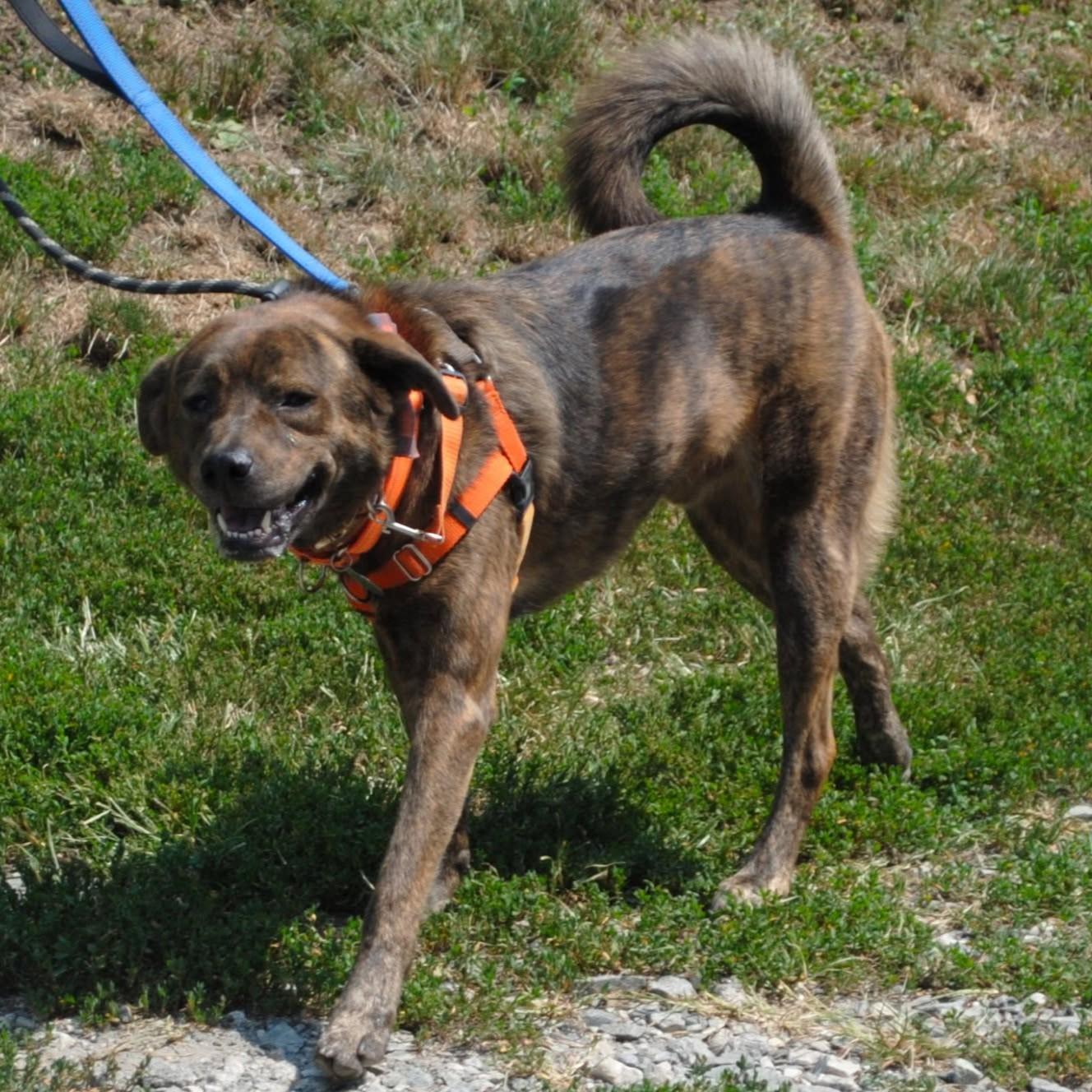 Rip, an adoptable Mixed Breed in Phoenixville, PA image 2/6