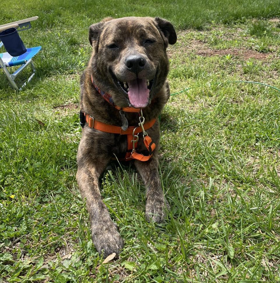 Rip, an adoptable Mixed Breed in Phoenixville, PA image 4/6