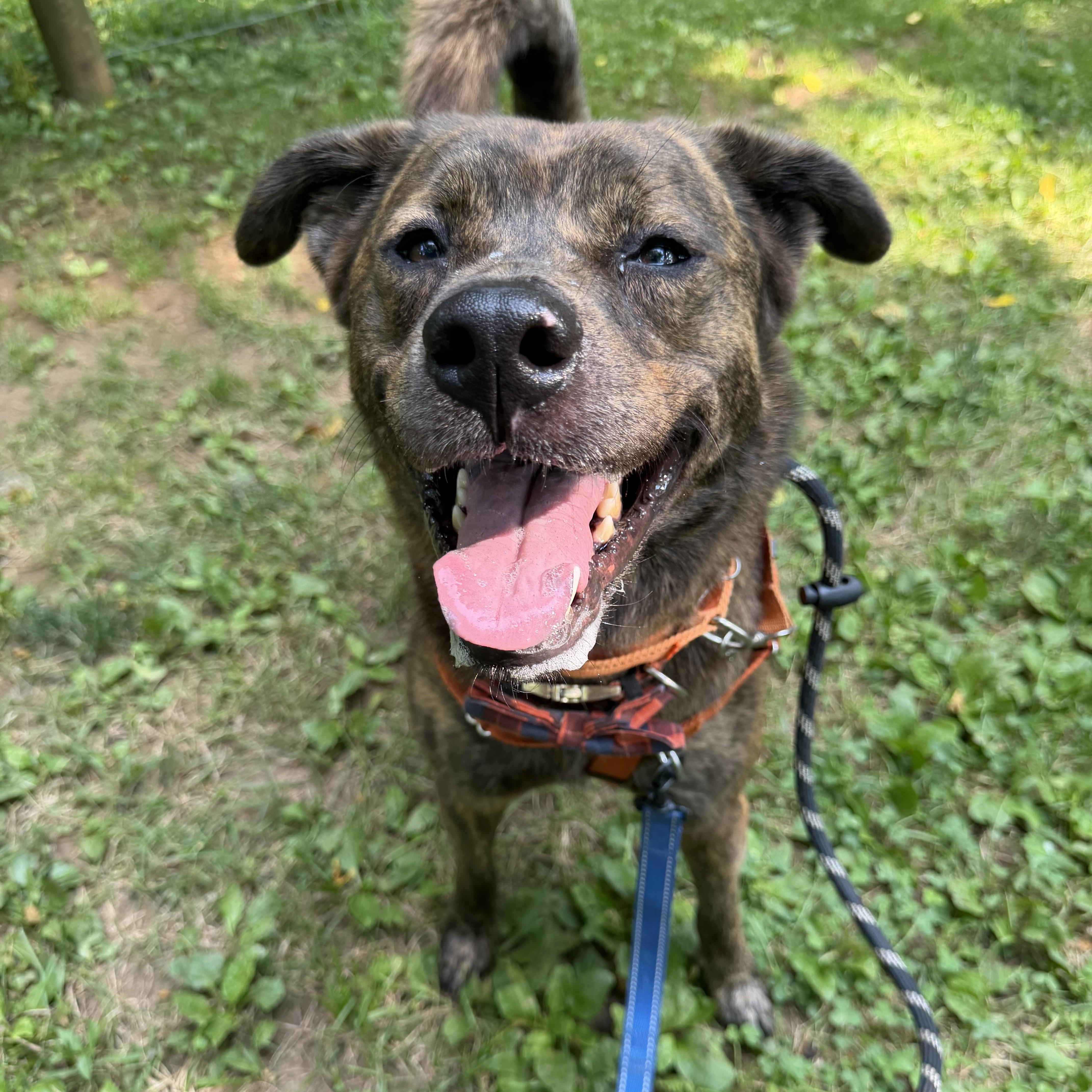 Enlarge Rip, an adoptable Mixed Breed in Phoenixville, PA image 1/6