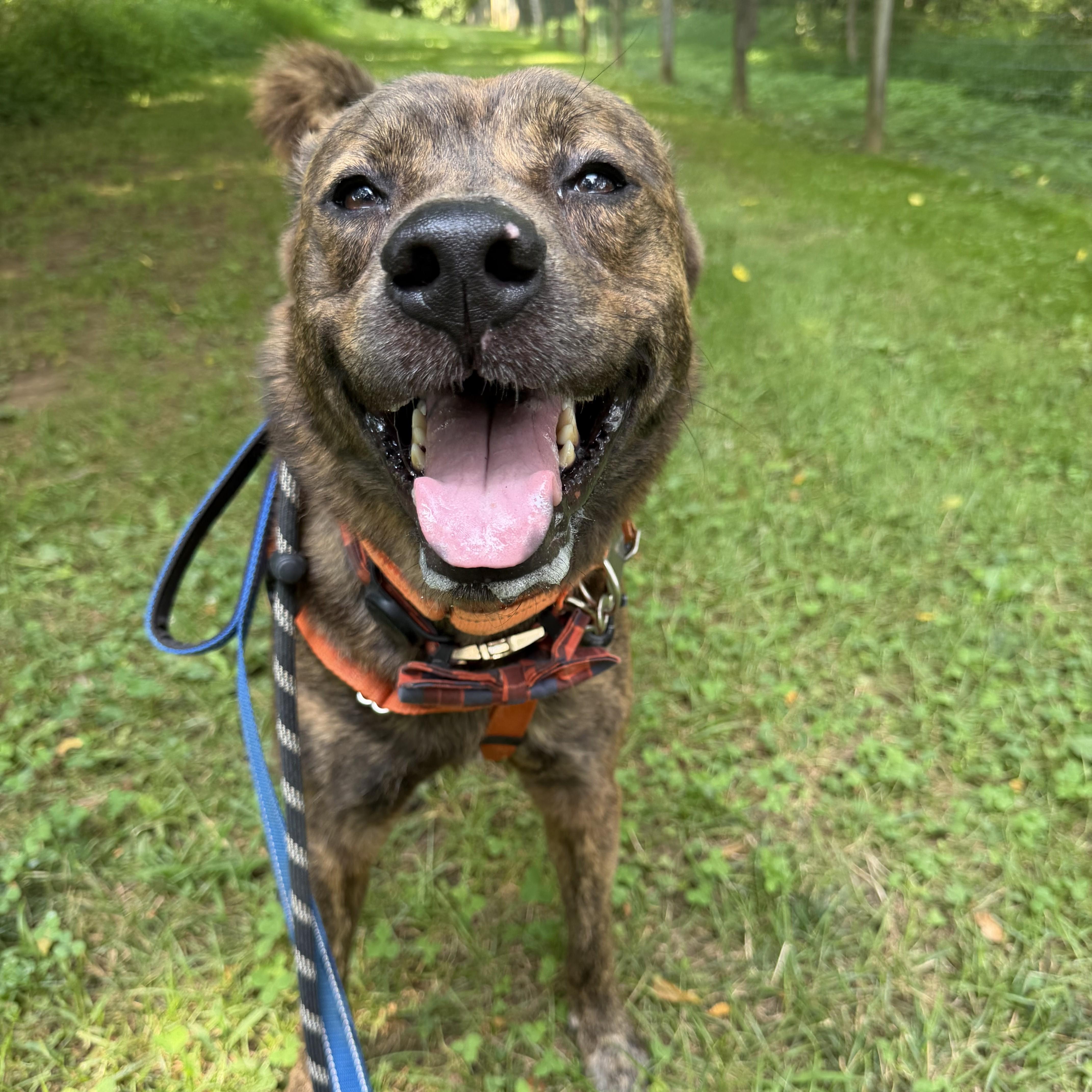 Enlarge Rip, an adoptable Mixed Breed in Phoenixville, PA image 3/6
