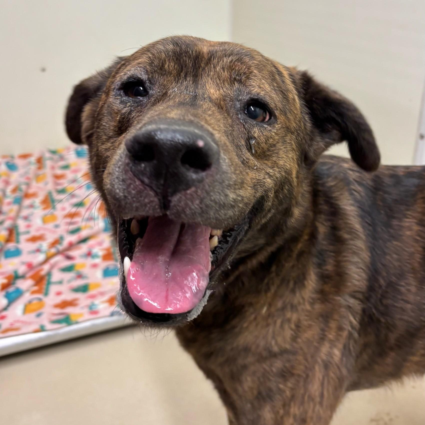 Rip, an adoptable Mixed Breed in Phoenixville, PA image 6/6