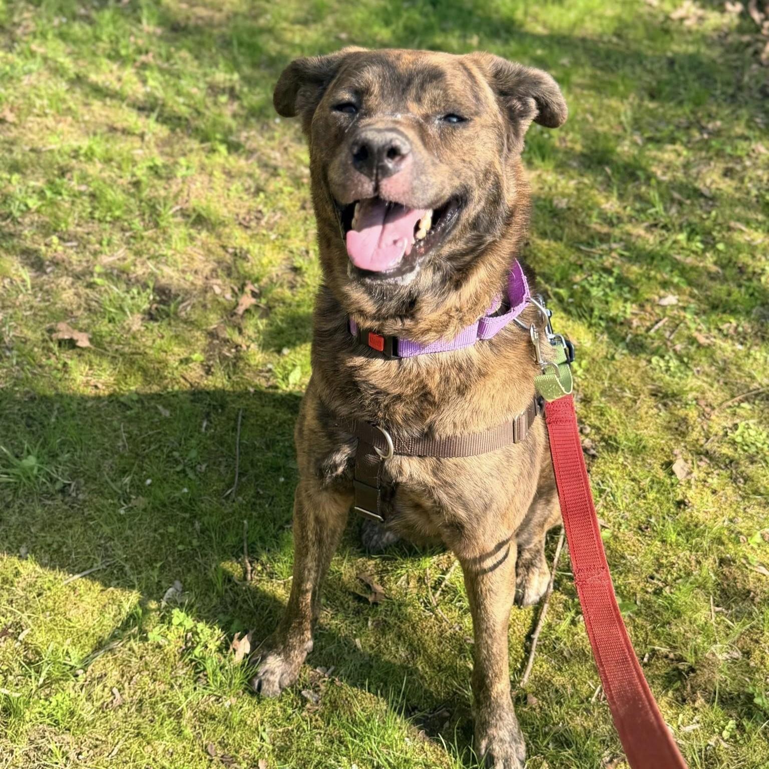 Rip, an adoptable Mixed Breed in Phoenixville, PA image 2/6