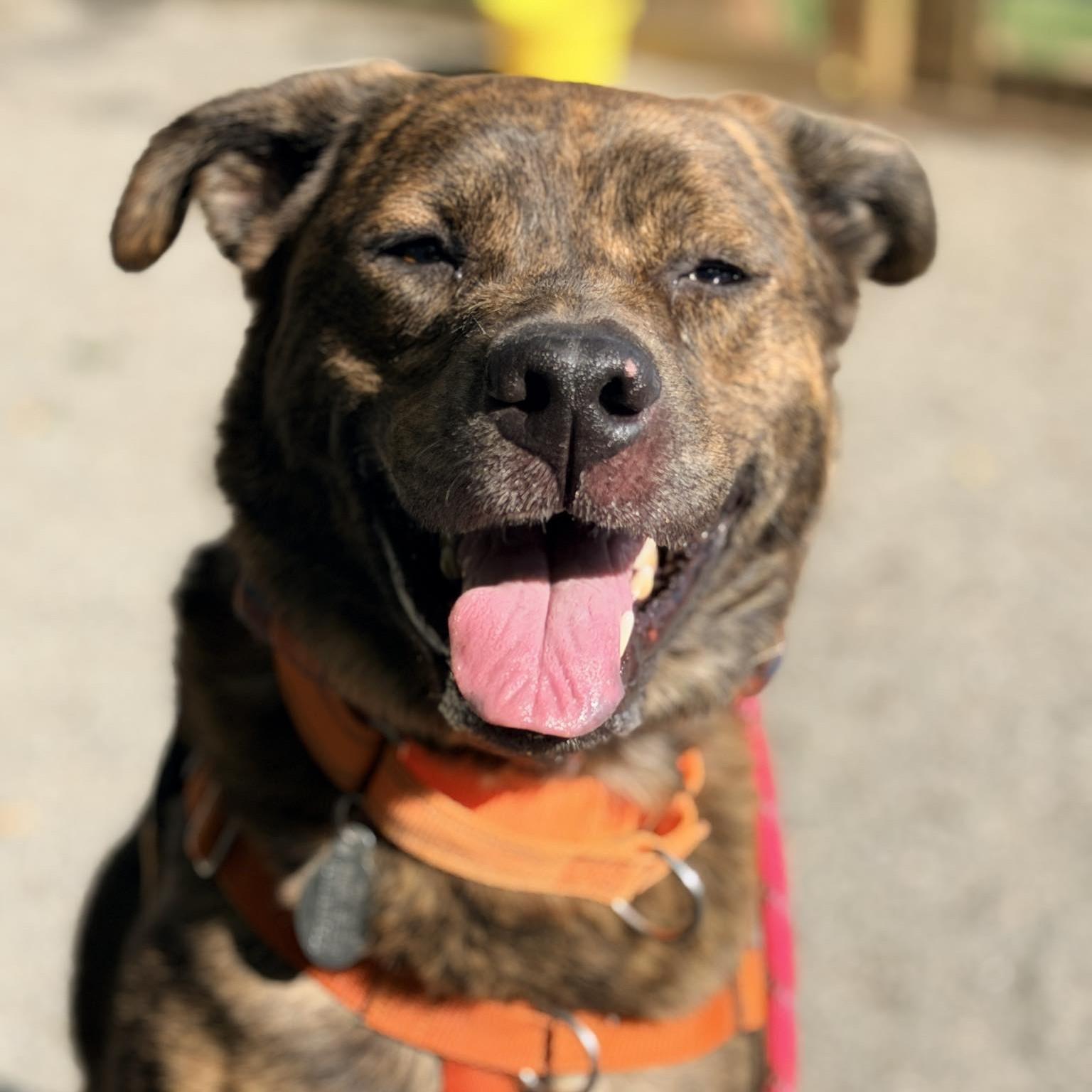 Rip, an adoptable Mixed Breed in Phoenixville, PA image 1/6