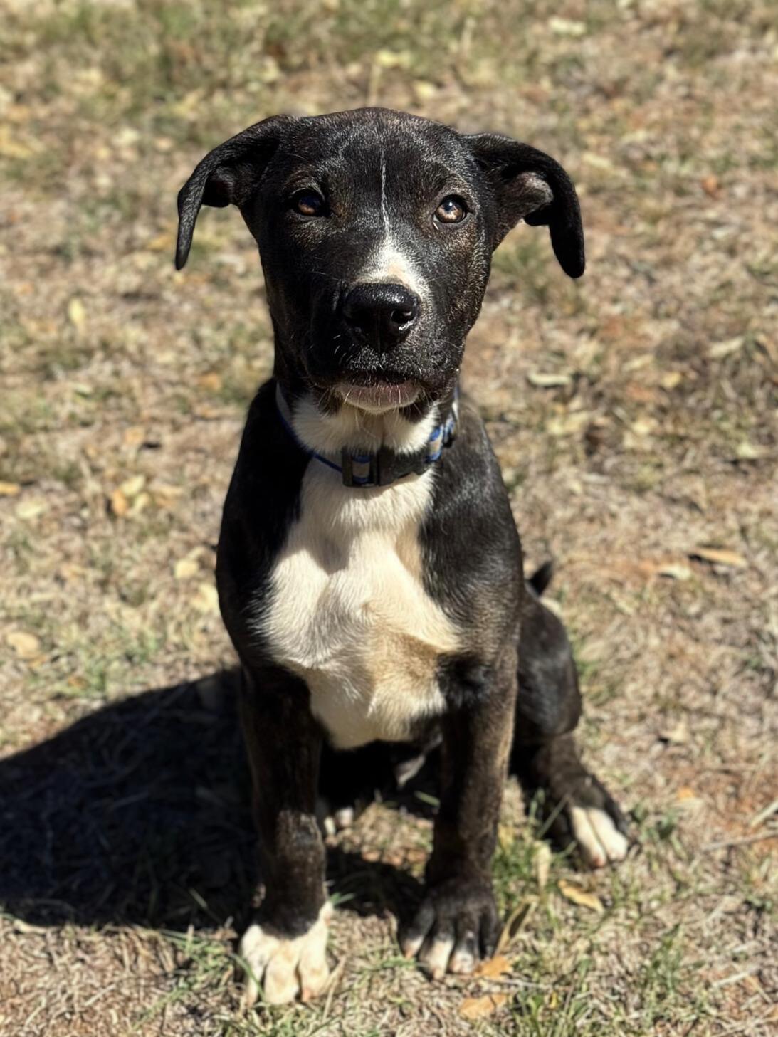 BASHFUL, an adoptable Shepherd Mix in Marble Falls, TX_image-1