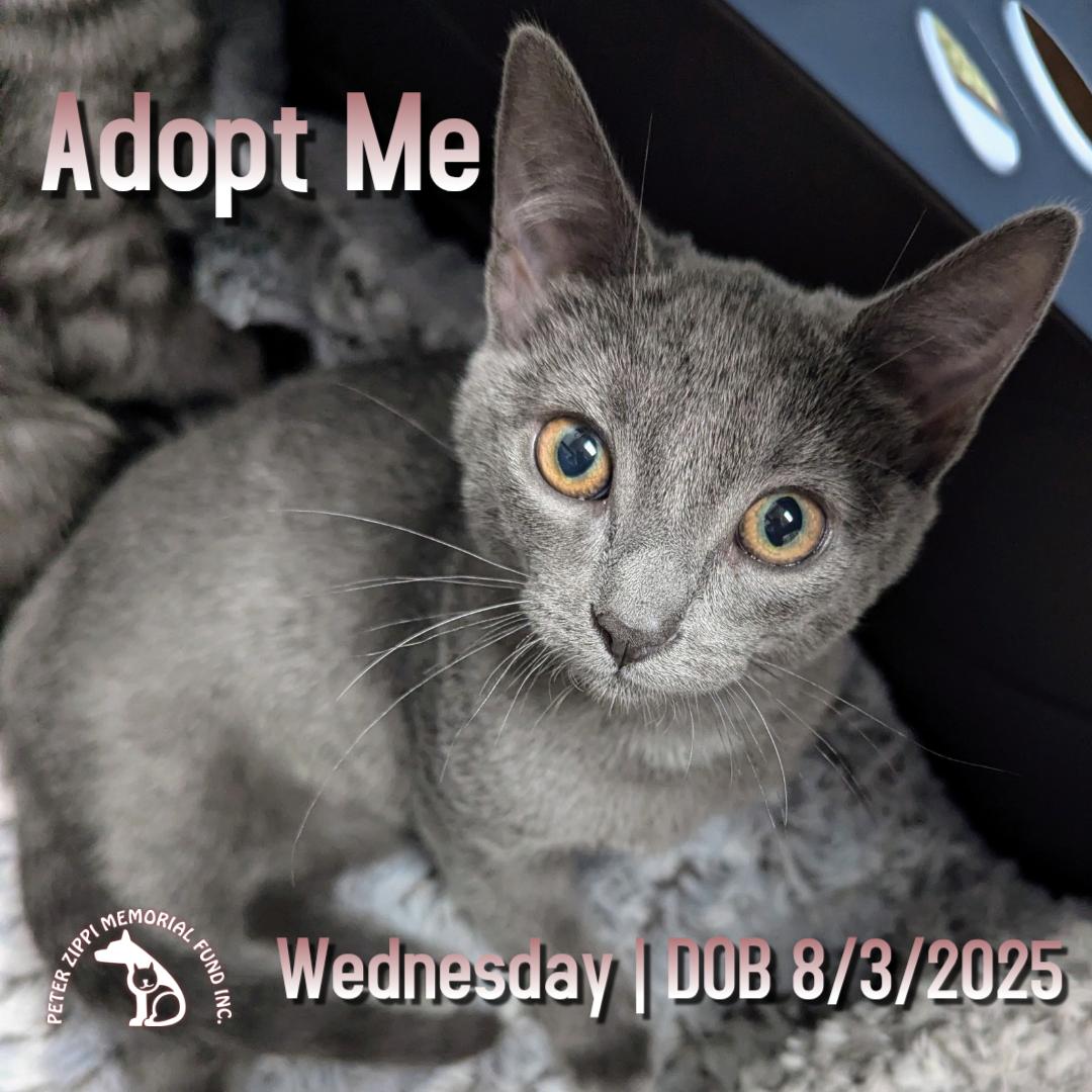 Wednesday, an adopted mixed breed in Hermosa Beach, CA image 1/3