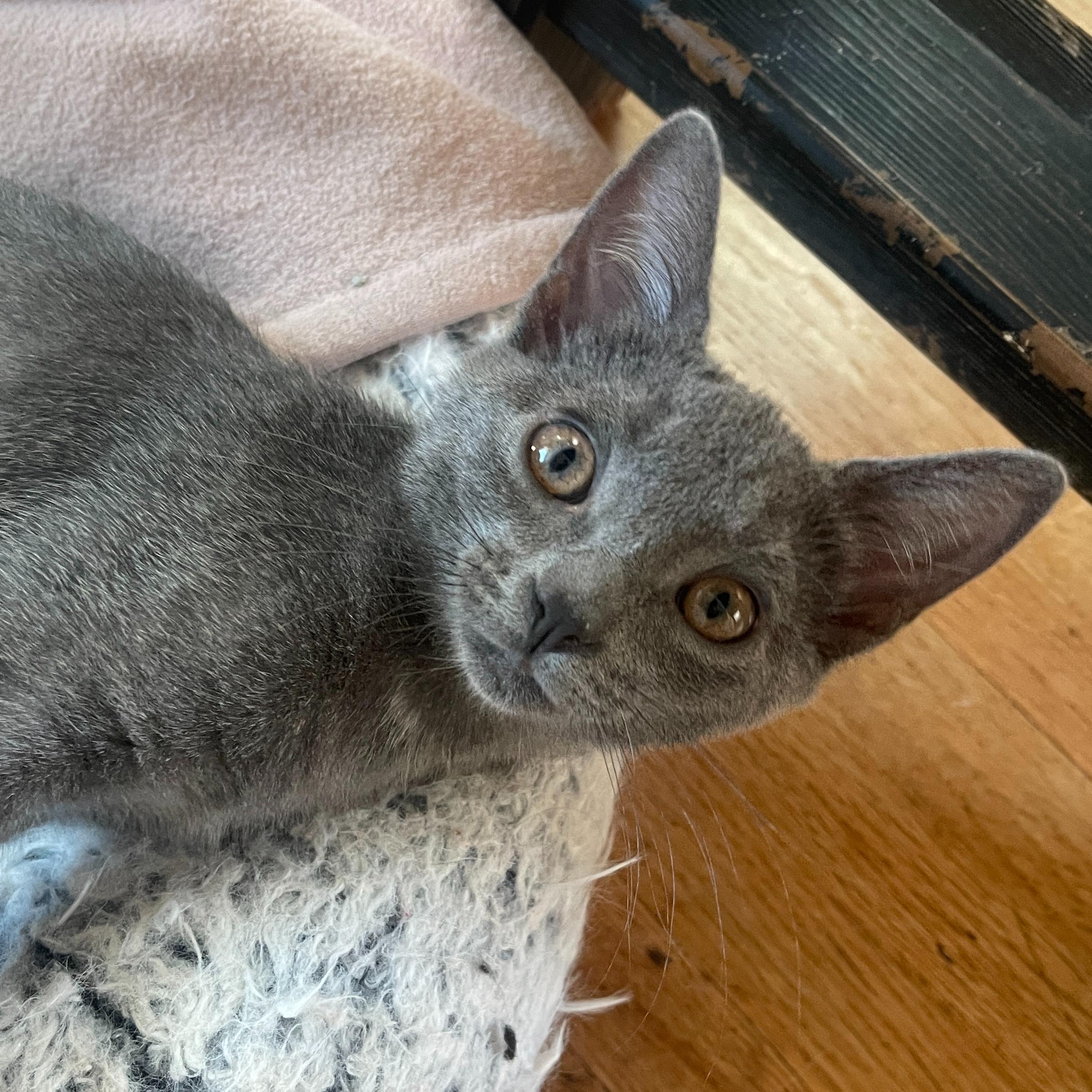 Wednesday, an adopted mixed breed in Hermosa Beach, CA image 2/3