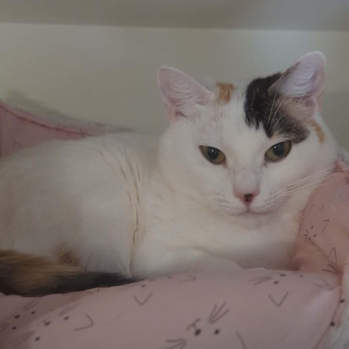 Enlarge Sparrow, a ADOPTABLE Domestic Short Hair in Friday Harbor, WA image 2/2