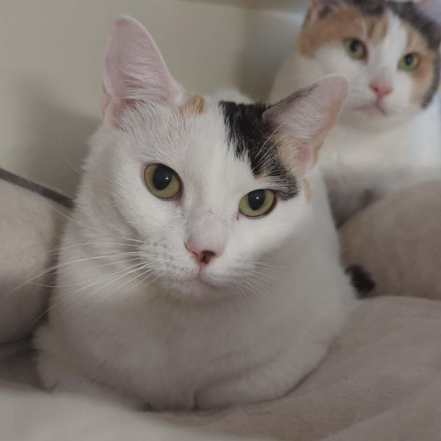 Sparrow, ADOPTABLE, Adult Female Domestic Short Hair.