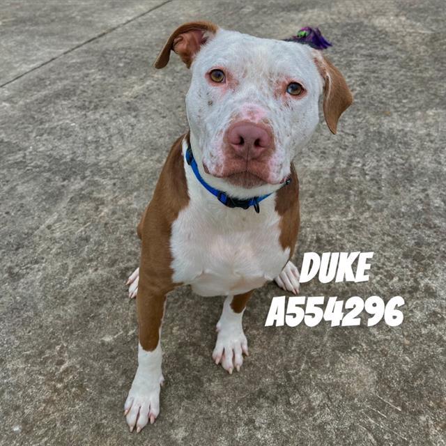 DUKE, Adoptable, Young Male Mixed Breed.