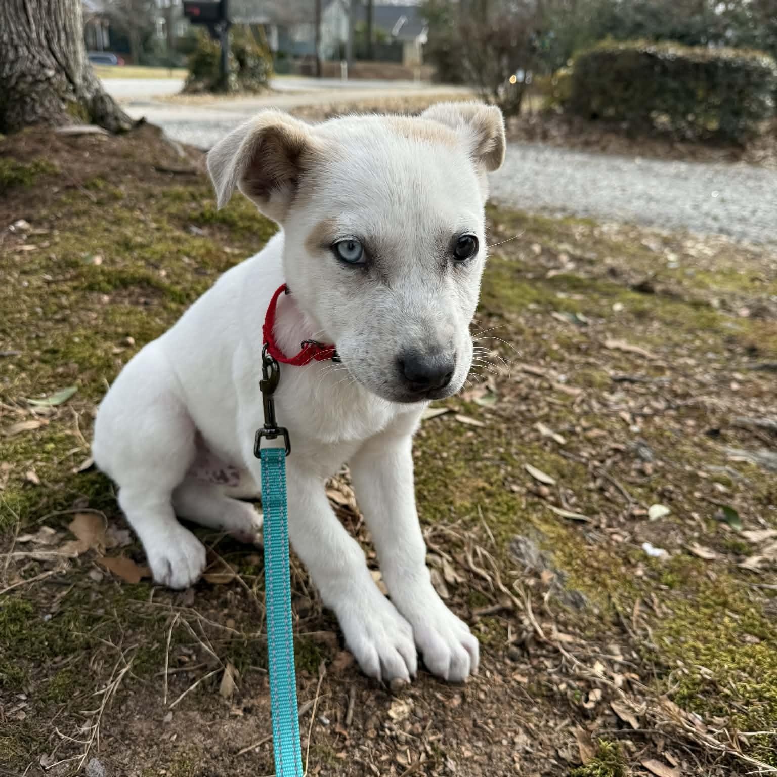 Enlarge Bandit, an adopted mixed breed in Roswell, GA image 2/4