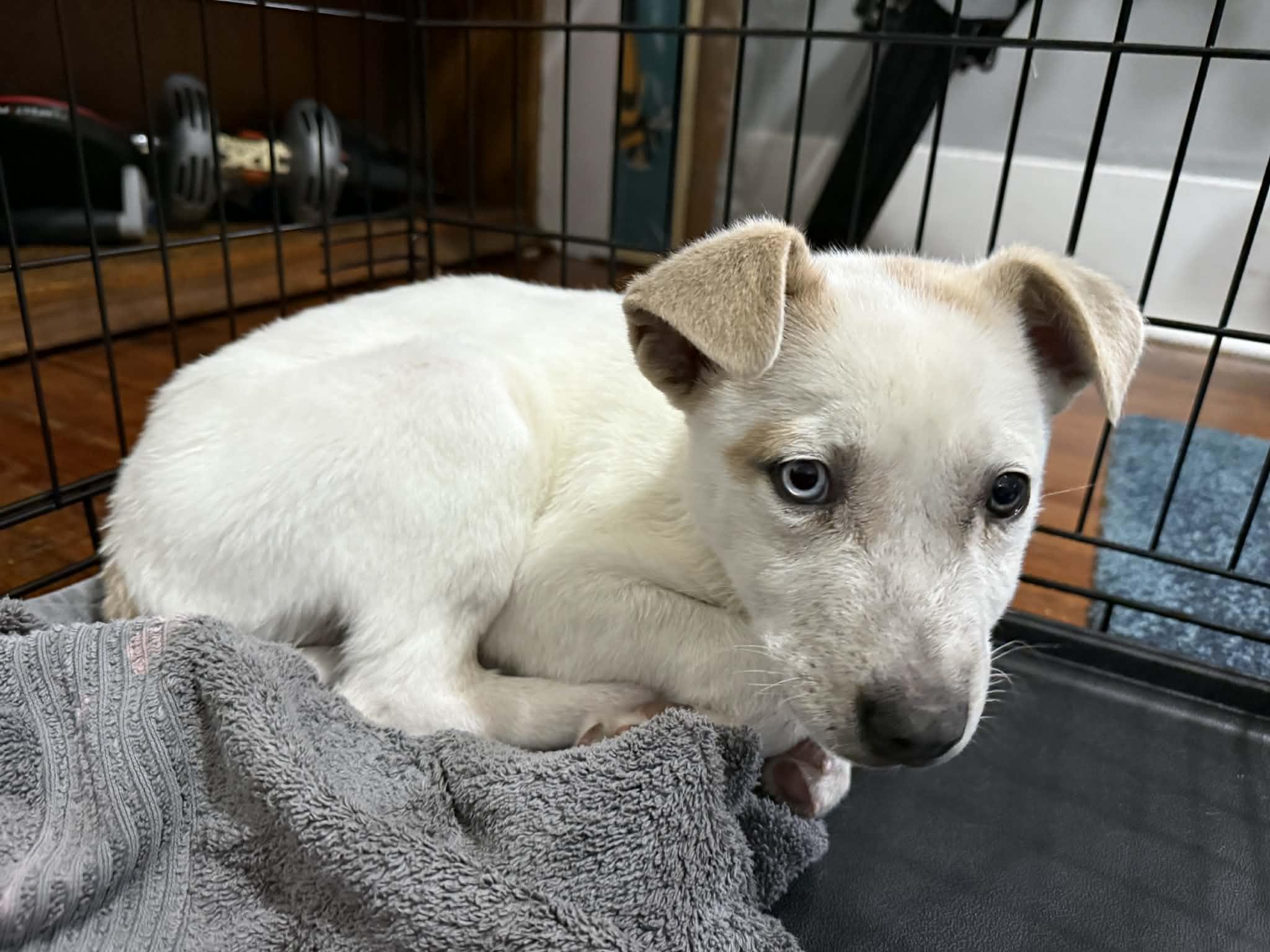 Enlarge Bandit, an adopted mixed breed in Roswell, GA image 3/4