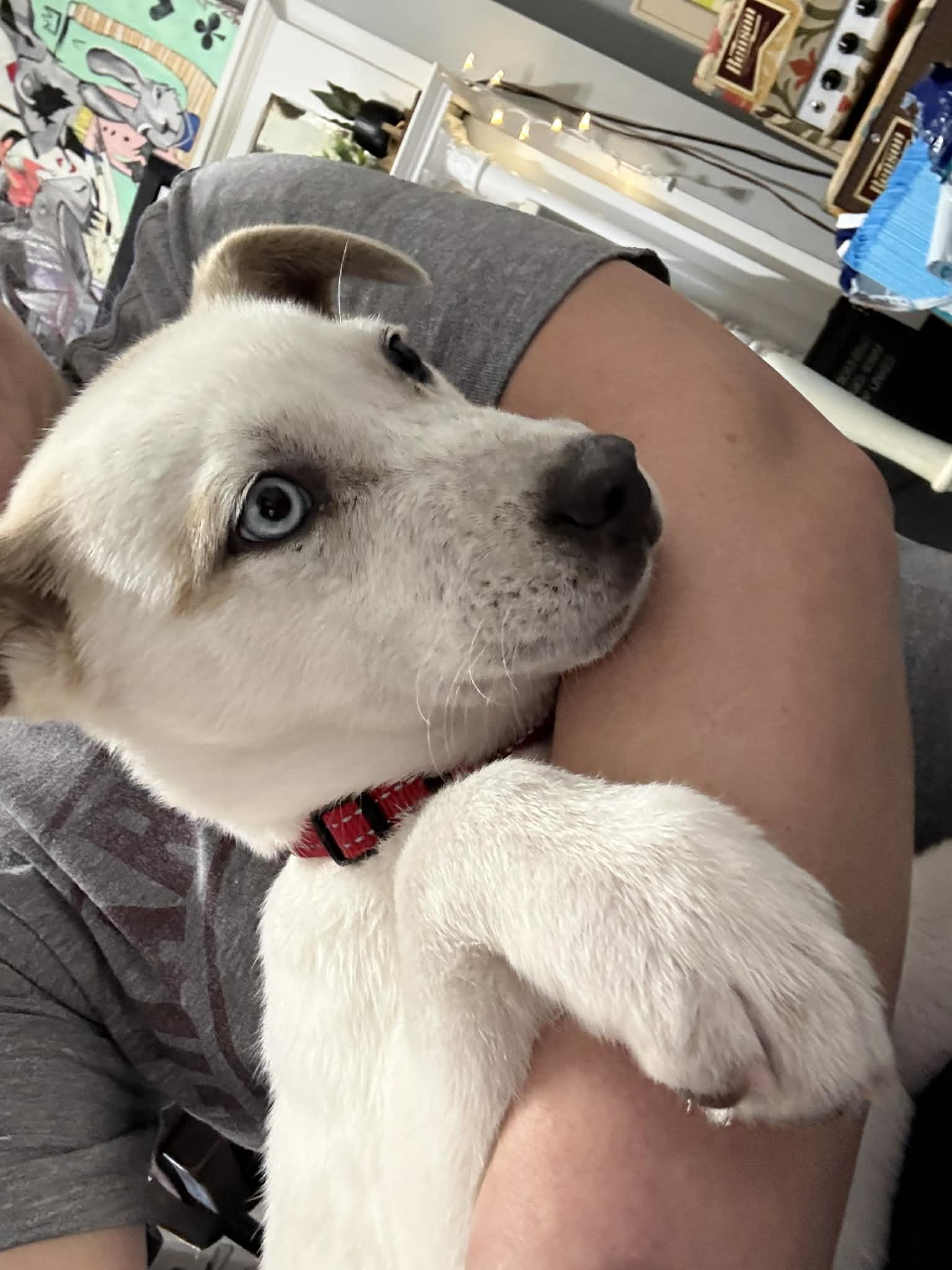 Enlarge Bandit, an adopted mixed breed in Roswell, GA image 4/4