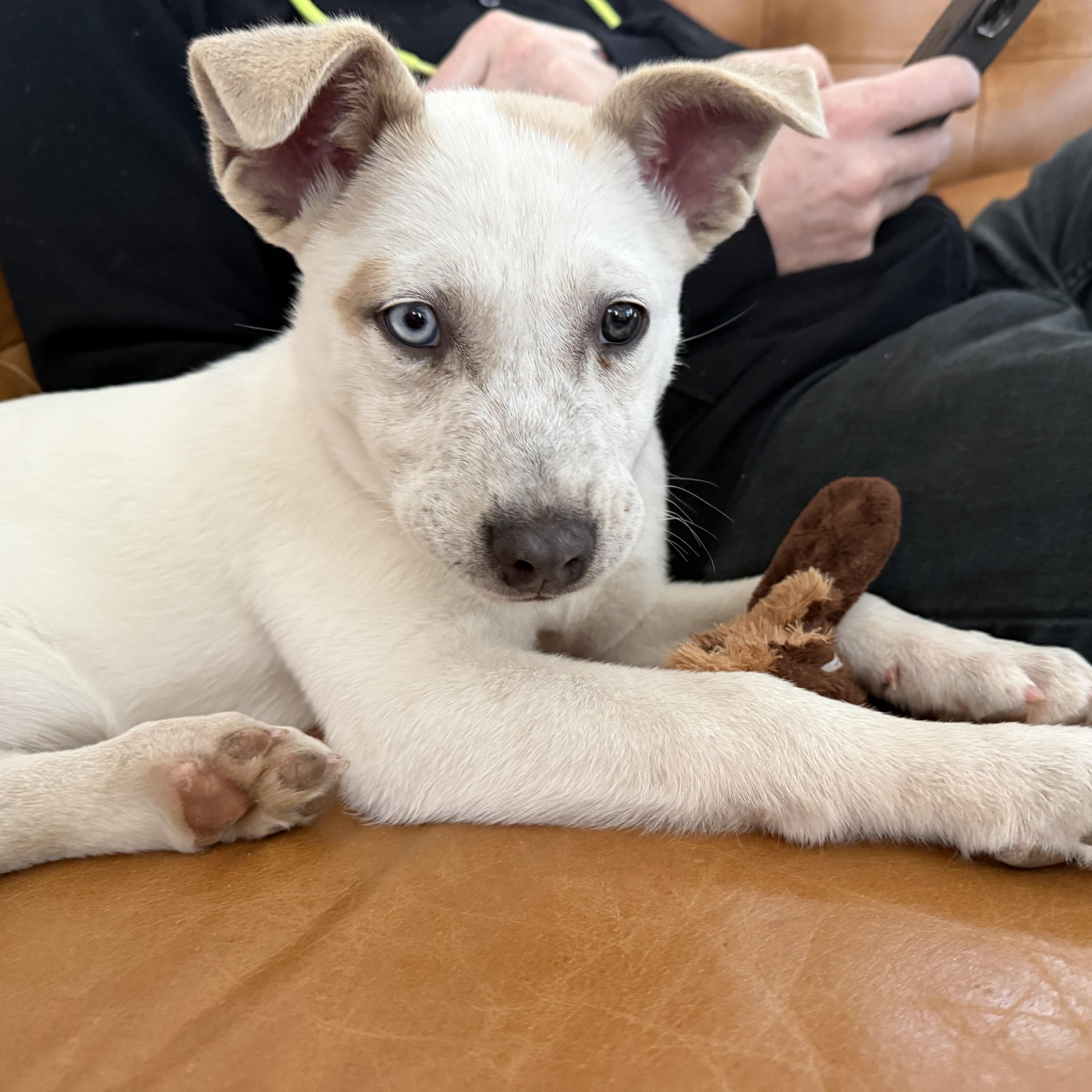 Enlarge Bandit, an adopted mixed breed in Roswell, GA image 1/4