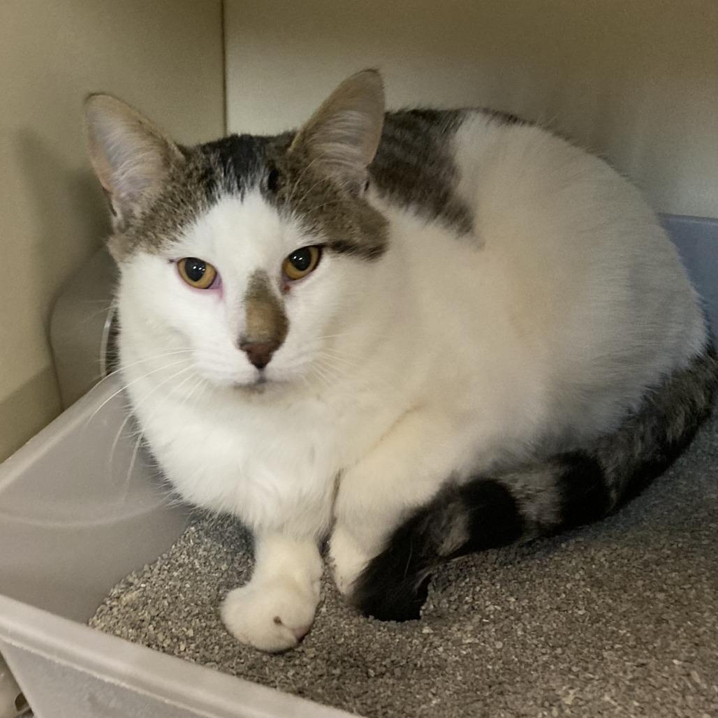 Enlarge Calvin, a Adoptable American Shorthair in South Elgin, IL image 1/1