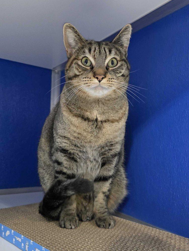 Enlarge Miranda Lambert, a Adoptable Domestic Short Hair in Colorado Springs, CO image 1/2