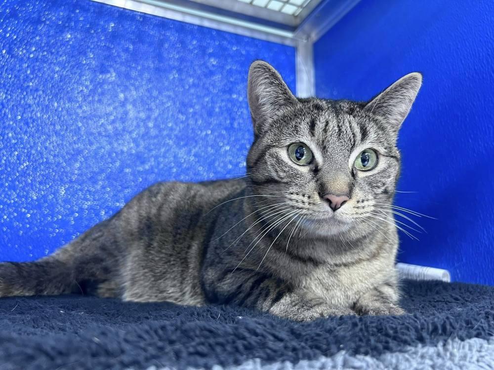 Enlarge Miranda Lambert, a Adoptable Domestic Short Hair in Colorado Springs, CO image 2/2