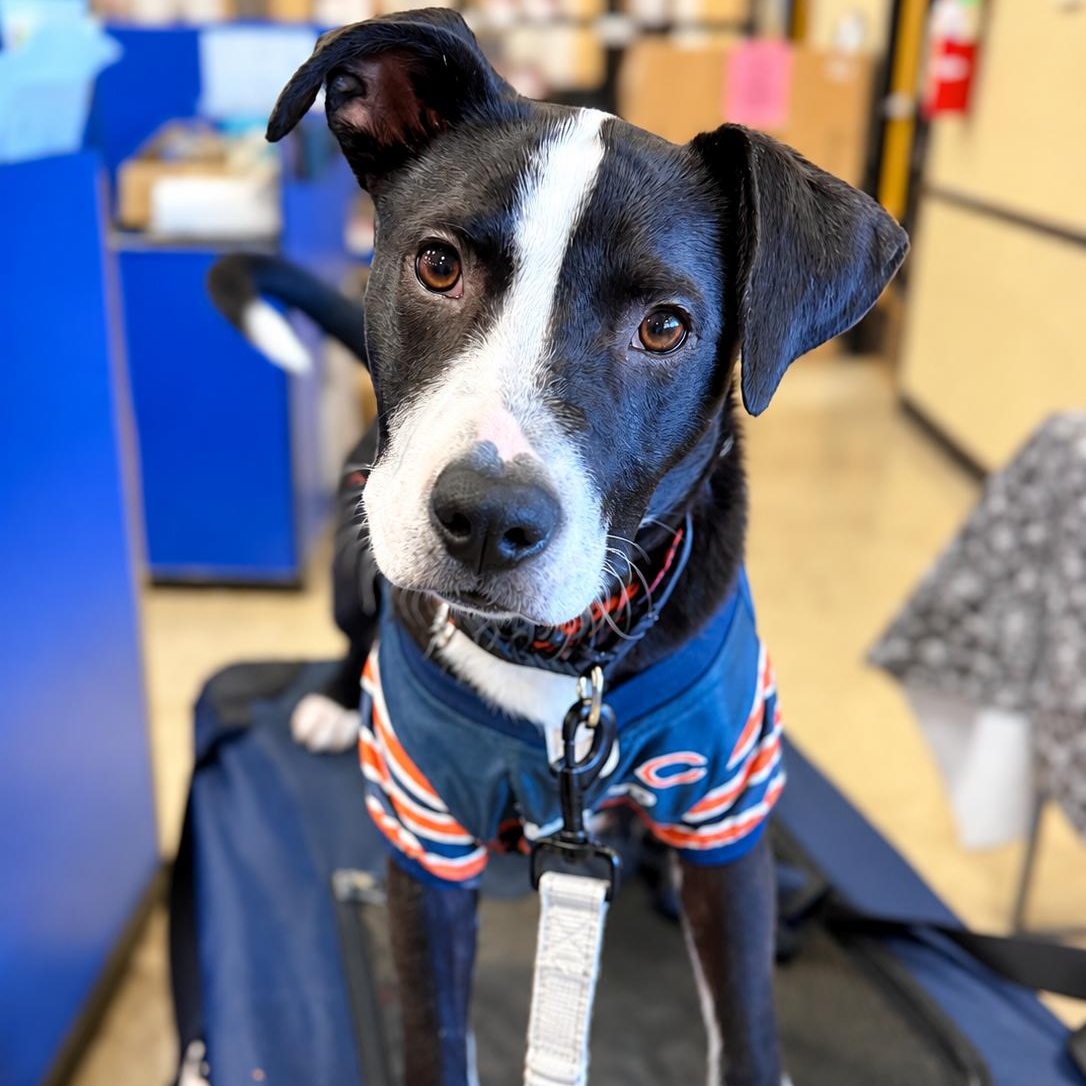 Enlarge Domino, a Adoptable mixed breed in Schereville, IN image 2/6