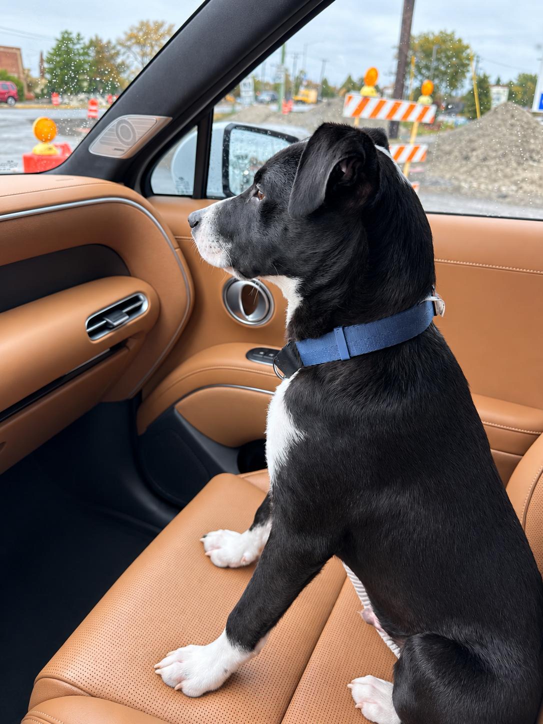 Enlarge Domino, a Adoptable mixed breed in Schereville, IN image 5/6