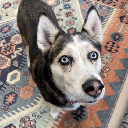Nala, Adoptable, Senior Female Siberian Husky & Mixed Breed.