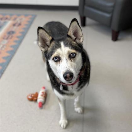 Enlarge Nala, a Adoptable mixed breed in Wheaton, IL image 2/3