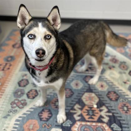 Enlarge Nala, a Adoptable mixed breed in Wheaton, IL image 3/3