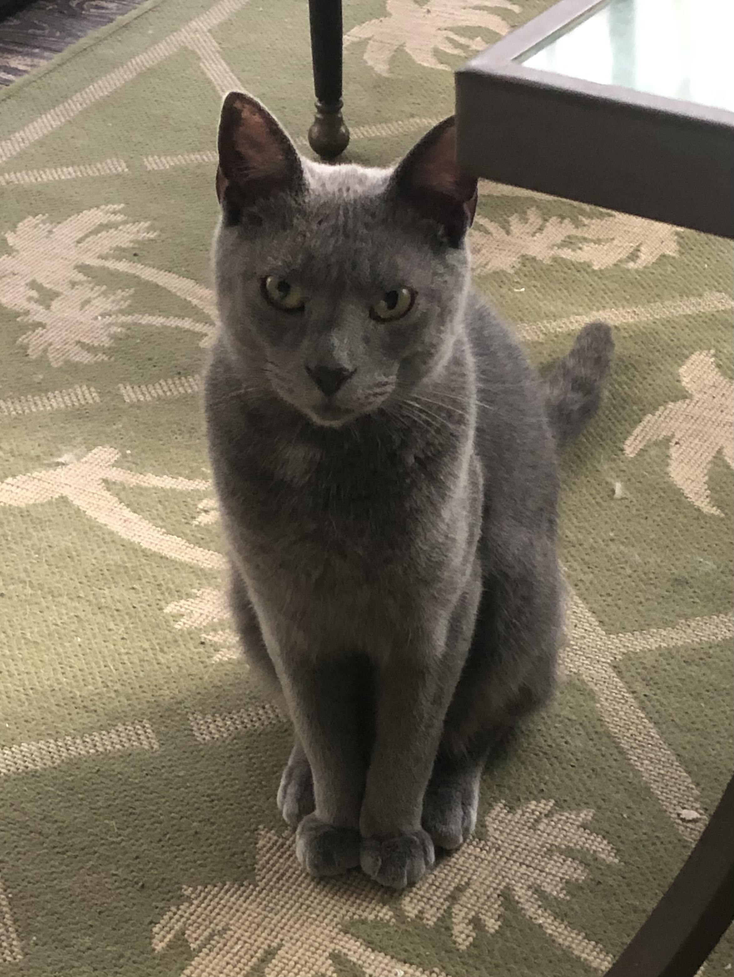 Tyler, an adoptable Domestic Short Hair & Russian Blue Mix in Columbia, SC_image-1