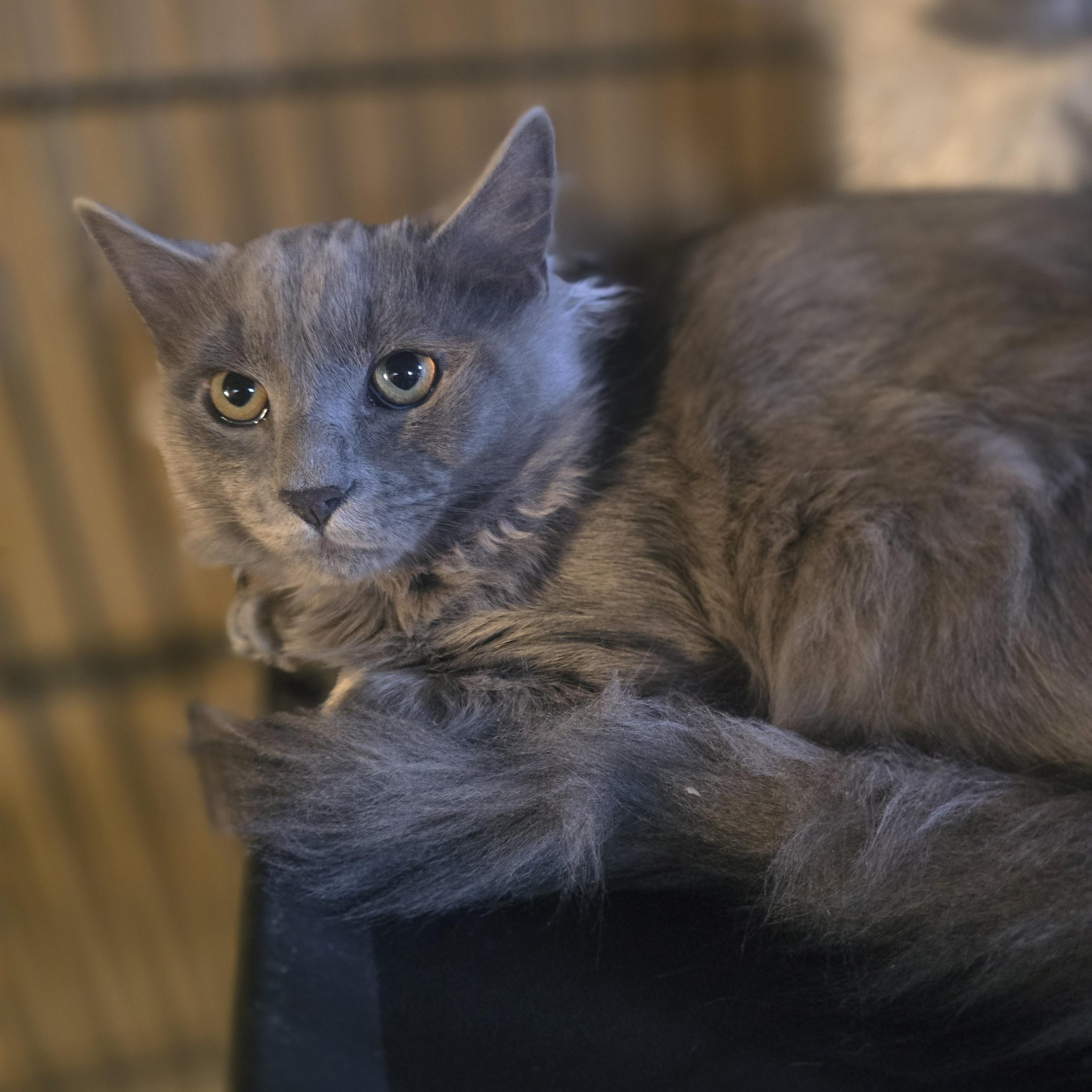 "Ghost" The Sweetest Haunt your house could ask for, Adopted, Kitten Male Domestic Long Hair.